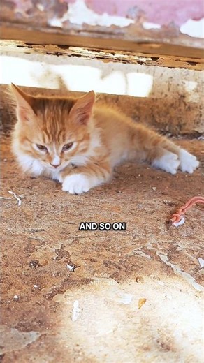 POV: Waiting for the YouTube algorithm to find me.. 😴 #shorts #cat