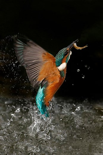 Secret Life of the Shannon -- Ireland's wildlife in intricate slow-motion | Ireland's Wildlife
