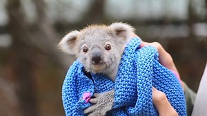 4.4M views · 33K reactions | Meet Elsa  The adorable baby koala was rescued by the team at the Australian Reptile Park after her mother experienced complications after birth. Little Elsa is now being hand raised by her keeper Hayley and loves warm hugs. Both mum and bub are expected to be back in eachothers arms soon ❤️  Australian Reptile Park | ABC Perth | Facebook