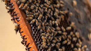 28K views · 808 reactions | Did you know Texas A&M has a Honey Bee Lab? Honey Bees pollinate a third of the world’s food, and Aggie beekeepers at Texas A&M University Apiculture use their colonies to understand and protect these important pollinators — and to make delicious Aggie Honey: tx.ag/HoneyBees | Texas A&M University | Facebook