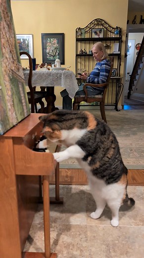 29 reactions | Widget kitty provided breakfast entertainment this morning. #uniqueexperiences #catartist #catsofinstagram #holidayseason #animalovers #cats #bedandbreakfast #catlovers #catloversclub | First Farm Inn Bed and Breakfast | Facebook