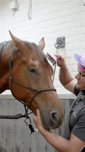 19K views · 596 reactions | Riding when it’s windy outside?! 﫣 Sometimes, the biggest obstacle is the story we tell ourselves. 樂 What’s something you’ve been holding back on with your horse? Maybe it’s time to break through that belief! Drop your thoughts below and let's talk about it!  | TRTmethod | Facebook