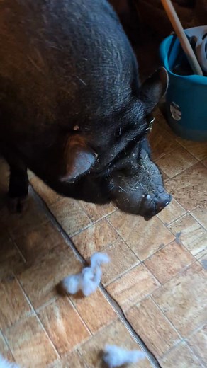 21K views · 1.8K reactions | Bamse et Ilford ❣️ | La Cour des Aulnays | Facebook