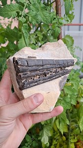 This is an amazing partial ichthyosaurus snout from northern bavaria which I found a few years ago 🥰 I love the contrast of the black bones and teeth on this very unique matrix which is quite unusual for the lower jurassic (Toarcian) period 🐊 . . . . 📷Follow @bavarian.fossils for more #natural treasures!📷 #ammonite #fossilprep #fossils #preparation #ammonites #jurassic #beauty #jurassiccoast #geology #fossil #palaeontology #treasure #fossilhunting #photography #collection #prehistoric #museu