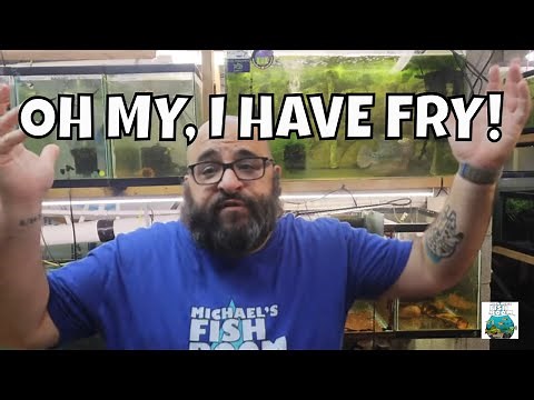 Emergency Fry Tank Setup *EASY*
