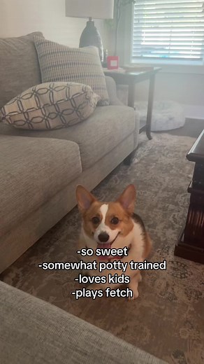 Corgi's Sweet Nature and Love for Kids