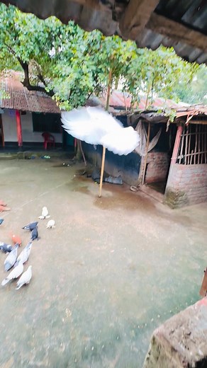 Excellent pigeon farm #kobitor #pigeon #reelsvideo | Zahid Pigeon Vlog