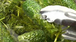 Person takes out lightly salted cucumbers with herbs, dill, and garlic from an open container using culinary tongs