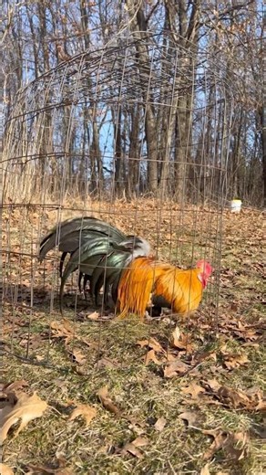 Chicken Season #bantam #bbgoldchicken #aztec