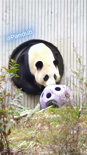 Mr. Earthquake has arrived - fandub 🐼🐼 #shorts #dubbing #fandub #humor