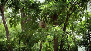 Download Gibbons live in trees in nature. Monkey gibbon for free