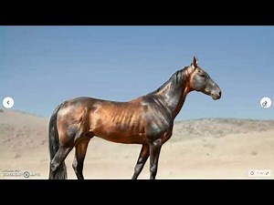 6 Cheapest Horse Breeds