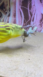 globefish #betta #shorts #fyp #video #shorts #reels | Agência Dudes