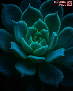19K views · 354 reactions | Scientists Create Living, Glowing Plants...
