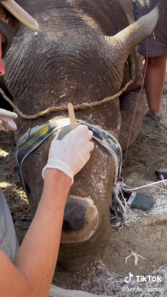 Track Critically Endangered Black Rhinos with Modern Tech