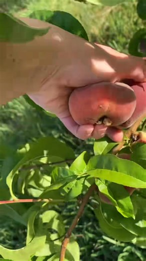 Donut Saucer peaches 😋🍑 #growyourownfood #gardenharvest #foodforest #fruittree #garden #dinner #homegrown #peaches | DIY HomeGarden