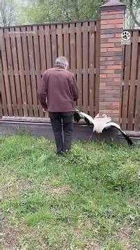 Man Approaches Desperate Stork Stuck in Wire 🫣 #wildliferescue #rescueefforts #wildlife