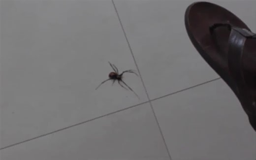 千万不要把母蜘蛛砸烂！会爆炸的…