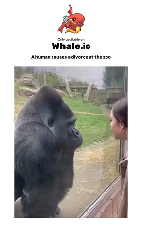 jestify on Instagram: "- The video captures two male silverback gorillas at a zoo enclosure, where one interacts curiously with a female visitor through the glass while the other charges aggressively, humorously captioned as a human-induced “divorce” mimicking jealousy. - Replies highlight the gender misidentification, confirming both as males based on physical traits like sagittal crests, illustrating how viral clips often anthropomorphize territorial disputes as romantic drama for entertainmen
