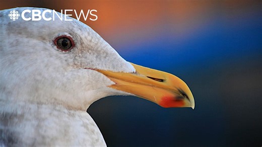 Seagull rescued as chick found alive and well 25 years later