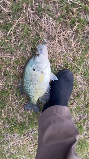 Do you do this with crappie? #crappie #fishing #fyp