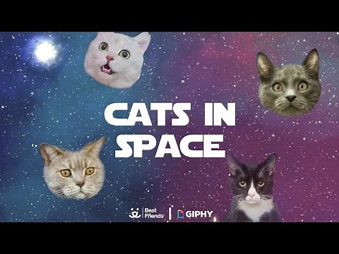 1 Hour Loop of Cats in Space | Best Friends Animal Society