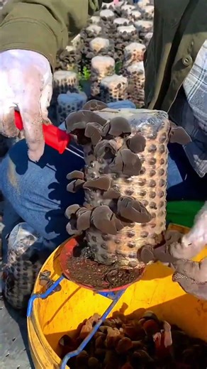 Harvesting Wood Ear Mushrooms#farming#enjoyrurallife#vegetables #freshly#agriculture#plants
