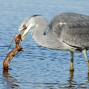 11K views · 113 reactions | Weasel Vs Seagull | Daily Life Of Animals | Facebook