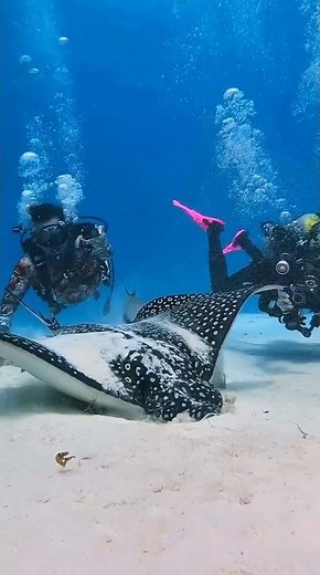 Big Fish Eats While a Small Fish Hides Below | Smart Survival Moment 🐟#fish #shark #ocean