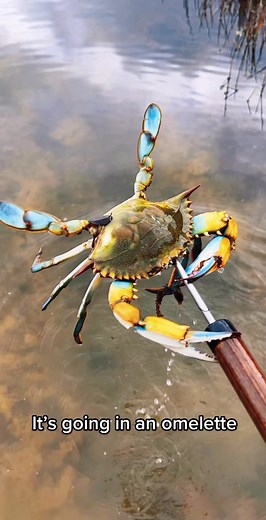Cooking and Eating the First Fish: Catch, Clean, and Cook Process