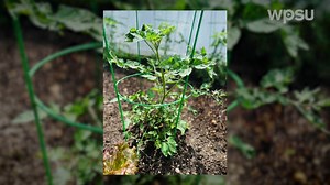 If you’re growing tomatoes, staking or trellising the plants can improve air flow, reduce the risk of blight and free up garden space. In this episode of Year-Round Gardening, Elsa Sánchez shares tips on how and when to trellis tomatoes. | WPSU