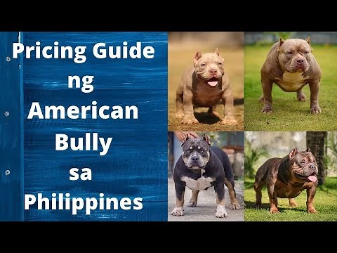Pricing Guide ng American Bully sa Pilipinas
