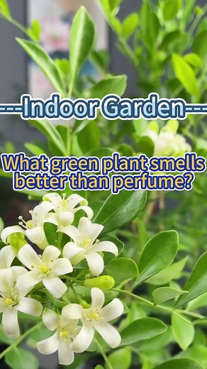 Murraya Exotica/organge jasmine #garden #homegarden #indoorplants #houseplants #indoorgarden #plants #orangejasmine #jasmine #murrayaexotica