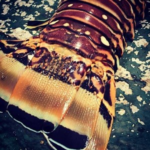 Fresh Lobster. Dinnertime! #langosta #lobster #lobstertacos #lobstertail #catchoftheday #fromseatotable #mexico #cozumel #cozumelisland #cozumelmexico #rivieramaya #cancun #spearfishing #tulum #holbox #tulumbeach #islamujeres #playadelcarmen | SpearfishingToday.com