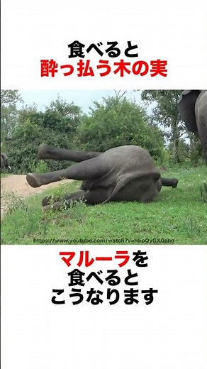 Eating Marula makes everyone drunk🥴