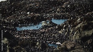 Medium shot of California Mussels clinging to rocks in a tide pool along the Pacific Ocean on the Lost Coast Trail in Northern California.