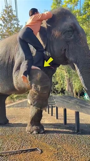 The Traditional Way to Mount an Elephant 🐘 | Amazing Balance & Skill#shortsfeed #facts