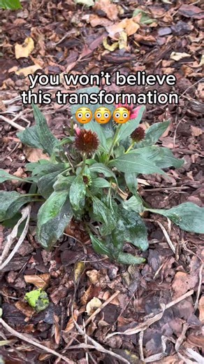 This year was the first year I started cutting back perennial blooms at planting time and I’ve noticed a huge difference. 😬 I wish I didn’t notice a huge difference in plant health because it’s very painful 😖 —- but the perennials that were cut back that I planted this year (nepeta, coneflower, rudbeckia) took off with amazing growth vs the plants I left blooms/buds on. It makes sense. Flowers require a lot of energy to produce and a plant only has so much. Unfortunately, the best use of a pla