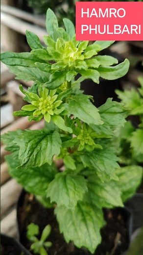 How to Keep Aster Plants Healthy and Get Tons of Buds for Beautiful Blooming | #shorts