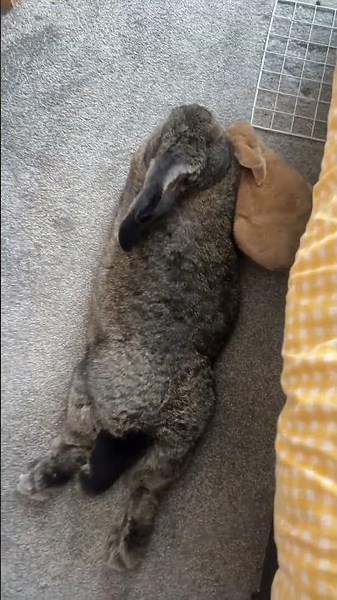 Bunny Loves to Cuddle His Giant Wife || ViralHog