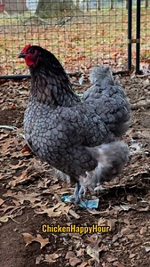 76K views · 48K reactions | Single women don’t fart…  #jokes #dadjokes #singlelife #couplecomedy #funnyanimals #chickensofinstagram #chickens #chickenhappyhour | Chicken Happy Hour | Facebook