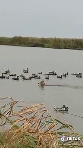 32K views · 212 reactions | New duck dog. No big deal. Repost Ducks Unlimited What in tarnation? : Billy Brooussard | Mojo TV | Facebook