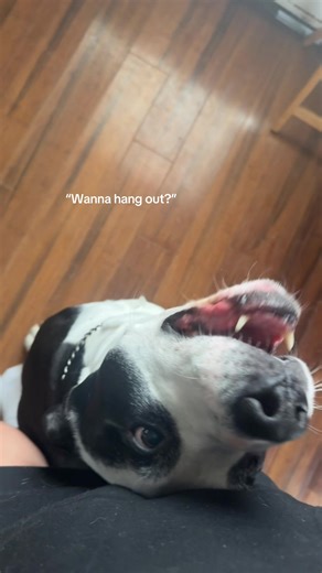 Join the Dog Community: Big Dogs and Friendship!