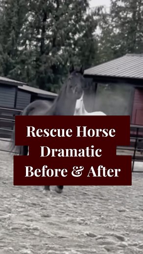 As a rescue with a lot of trauma she was terrified of everything - from traditional tools to clickers. It took a lot of creativity and patience to gain her trust, but food was definitely the way in with this one. Every horse teaches us something. | Believe & See Ranch