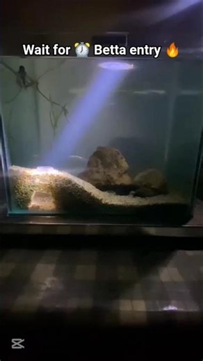 ❤️#arowana #bettafish #fish #aquarium #shortvideo #ytshorts #viralvideo #trending