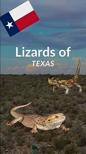 Meet the Lizards of Texas!