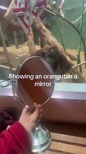 Amber the Orangutan's Hilarious Mirror Moments