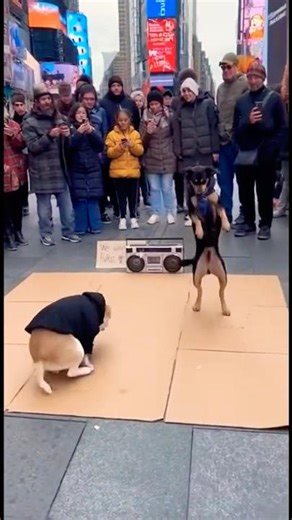 Dogs Breakdancing in Times Square! 🤯 Viral Street Dance #shortsviral