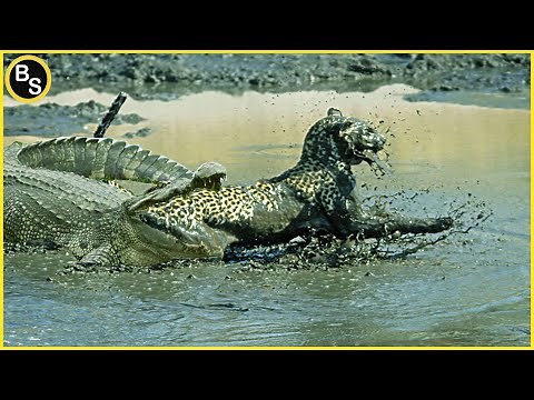 Extreme Battle Crocodile VS Big Cat | Crocodile Eats Big Cats