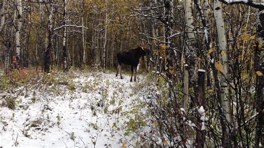 2015 I was getting ready to go through the gate after morning hunt when I heard something, when I seen this young bull moose | Alberta Bowhunting